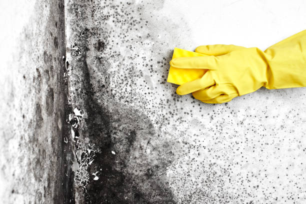Best Commercial Mold Remediation in Jonestown, TX