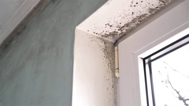 Best Localized Mold Remediation (e.g., coastal areas, humid climates) in Jonestown, TX