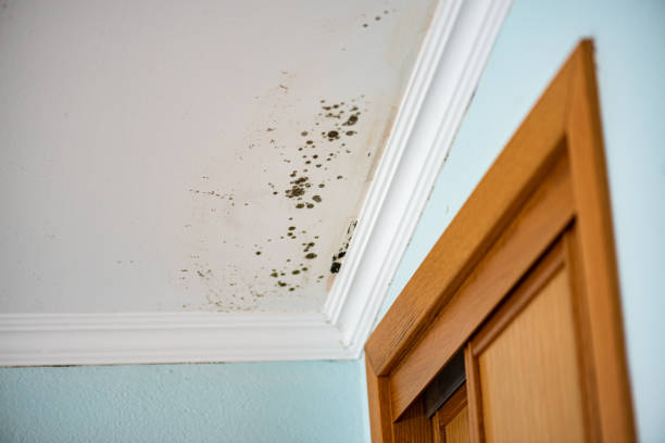 Best Residential Mold Remediation in Jonestown, TX
