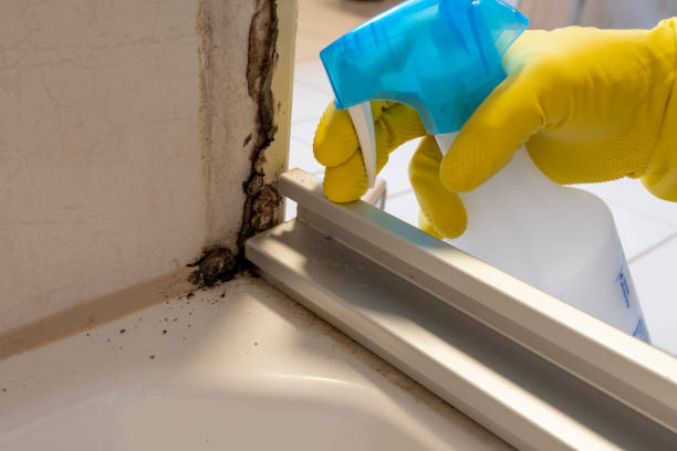 Best Emergency Mold Remediation in Jonestown, TX