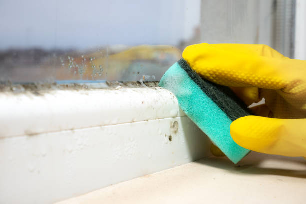 Best Attic Mold Remediation in Jonestown, TX
