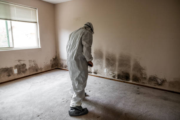 Best Mold Testing and Inspection Services in Jonestown, TX