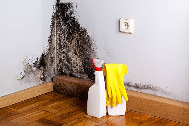 Best Black Mold Remediation in Jonestown, TX