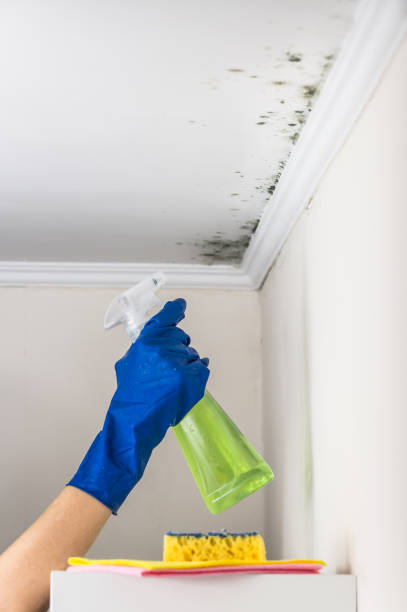 Best DIY Mold Remediation Support Services in Jonestown, TX